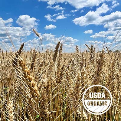 Opa's Organic Winter Wheat